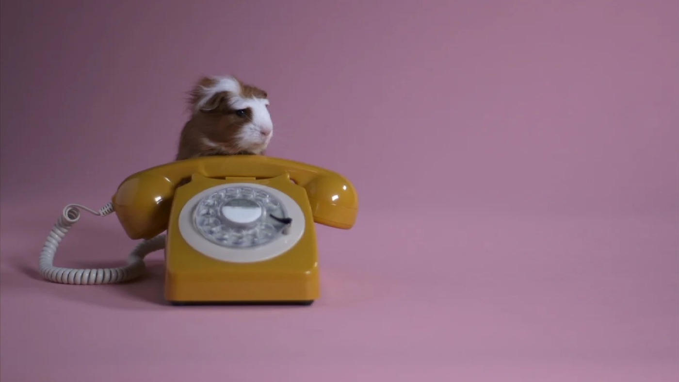 Still uit LUISTER: een cavia op een gele telefoon tegen een roze achtergrond.